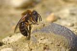 Andrena-barbilabris-w-am-feuchten-Schlamm-leckend-Stadtbrache-Augsburg---_3_-PS.jpg