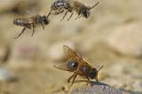 Andrena-barbilabris-w-am-feuchten-Schlamm-leckend-von-Maennchen-angeflogen-Stadtbrache-Augsburg---_1_-PS.jpg