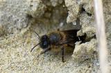 Andrena-barbilabris-w-vor-Nesteingang-Stadtbrache-Augsburg-PS.jpg