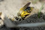 Andrena-vaga--Weiden-Sandbiene-2-PS.jpg