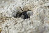 Andrena-vaga-Weiden-Sandbiene-6-PS.jpg