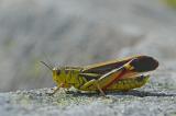 Arcyptera-fusca-Grosse-Hoeckerschrecke-Alpes-de-Haute-Provence-3-PS.jpg