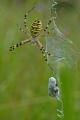 Argiope-bruennichi-Wespenspinne-Beute-Langweid-PS.jpg