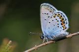 Argus-Blaeuling-Plebejus-argus-M-Pfaffenwinkel-_3_--PS.jpg