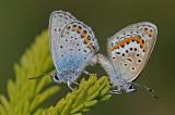 Argus-Blaeuling-Plebejus-argus-P-Paffenwinkel-_3_-PS.jpg