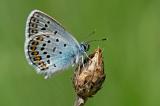 Argus-Blaeuling-Plebejus-argus-m-Pfaffenwinkel-PS.jpg