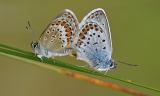 Argus-Blaeuling-_Plebejus-argus_-Pfaffenwinkel-_1_PS-2025.jpg