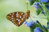 Argynnis-adippe-Feuriger-Perlmutterfalter--Stadtwald-Augsburg--m-(2)-PS.jpg