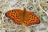 Argynnis-adippe-Feuriger-Perlmutterfalter--Stadtwald-Augsburg--m-PS.jpg