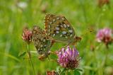 Argynnis-aglaja,-Grosser-Perlmutterfalter-15.07-PS.jpg