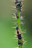 Asiatischer-Marienkaefer-Harmonia-axyridis-Larve-Hausgarten-_2_-PS.jpg