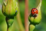 Asiatischer-Marienkaefer-Harmonia-axyridis.jpg