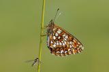 Baldrian-Scheckenfalter-(Melitaea-diamina)-03.07-2-PS.jpg