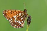 Baldrian-Scheckenfalter--_Melitaea-diamina_-Pfaffenwinkel---_1_-PS.jpg