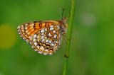 Baldrian-Scheckenfalter-Melitaea-diamina-Lechtaler-Alpen-1400m-_1_-PS.jpg