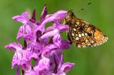 Baldrian-Scheckenfalter-Melitaea-diamina-Pfaffenwinkel-PS.jpg