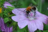 Baumhummel-Bombus-hypnorum-hausgarten-_2_-PS.jpg