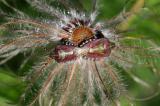 Beeren-Wanze-(Dolycoris-baccarum)-P.jpg