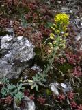 Berg-Steinkraut_Alyssum_-montanum_subsp-PS.jpg