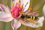 Bienenjagende-Knotenwespe-Cerceris-rybyensis-Hausgarten-_1_-PS.jpg