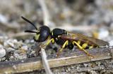Bienenwolf-_Philanthus-triangulum_--Flugplatzheide-Augsburg--_2_.jpg