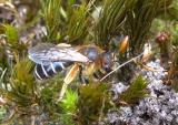Bild3-Biene-Schuster.jpg