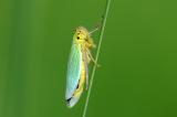 Binsenschmuckzikade-_Cicadella-viridis_-Augsburg--_1_-PS.jpg