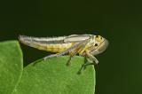 Binsenschmuckzikade-_Cicadella-viridis_-Augsburg--_2_-PS.jpg