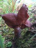 Bischofsmuetze__Gyromitra_infula_-unbenannt.jpg