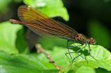 Blaufluegel-Prachtlibelle-Calopteryx-virgo-W-Lechaue-PS.jpg