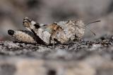 Blaufluegelige-Oedlandschrecke--Oedipoda-caerulescens-Larve-Ries-1-PS.jpg