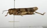 Blaufluegelige-Oedlandschrecke-_Oedipoda-caerulescens_-PS.jpg