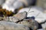 Blaufluegelige-Sandschrecke-_Sphingonotus-caerulans_-Larve-Lechfeld--_2_-PS.jpg