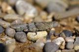 Blaufluegelige-Sandschrecke-_Sphingonotus-caerulans_-Lechfeld-_1_-PS-2025.jpg