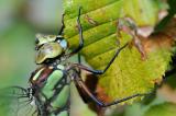 Blaugruene-Mosaikjungfer-Aeshna-cyanea-w-Garten-_8_-PS.jpg