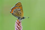 Blauschillernder-Feuerfalter-(Lycaena-helle)-M-PS.jpg