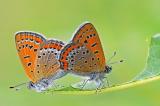 Blauschillernder-Feuerfalter-_Lycaena-helle_-Pfaffenwinkel-PS.jpg