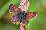 Blauschillernder-Feuerfalter-_Lycaena-helle_-Pfaffenwinkel-_2_-PS.jpg