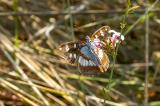 Blauschwarzer-Eisvogel_3-PS.jpg