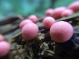 Blutmilchpilz__Lycogala_epidendrum_-unbenannt.jpg