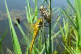 Blutrote-Heidelibelle-70__Sympetrum-sanguineum_,-frisch-geschluepft-mit-Exuvie.jpg