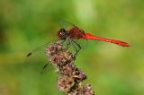 Blutrote-Heidelibelle-Sympetrum-sanguineum-m-Lechauen-PS.jpg