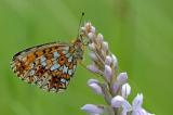 Boloria-selene-Sumpfwiesen-Perlmutterfalter-m-Ostallgaeu-PS.jpg