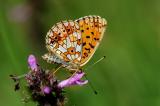 Braunfleckiger-Perlmutterfalter-Boloria-selene-Pfaffenwinkel-PS.jpg