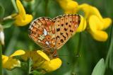 Braunfleckiger-Perlmutterfalter-_Boloria-selene_-Pfaffenwinkel-PS.jpg