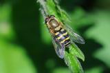 Breitband-Feldschwebfliege-Eupeodes-latifasciatus-Lechauen-_2_-PS.jpg