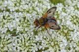 Breitfluegelige-Raupenfliege-_Ectophasia-crassipennis_-auf__Wilder-Moehre-_Daucus-carota-subsp-carota_-Lechauen-PS.jpg