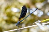 Bronzene-Prachtlibelle_D8A9552-PS.jpg