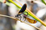 Bronzene-Prachtlibelle_D8A9562-PS.jpg