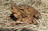 Bufo-bufo-Erdkroete-Augsburg-4-PS.jpg